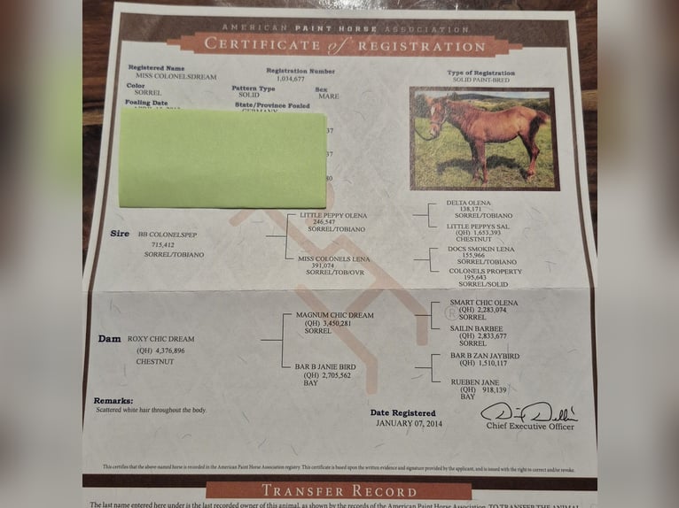 American Paint Horse Yegua 1 año 150 cm in Crailsheim