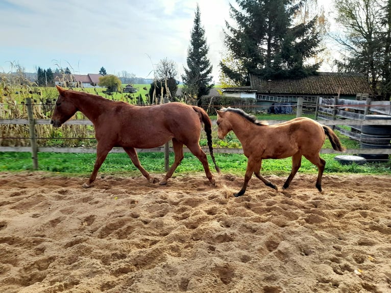 American Paint Horse Yegua 1 año 150 cm in Crailsheim