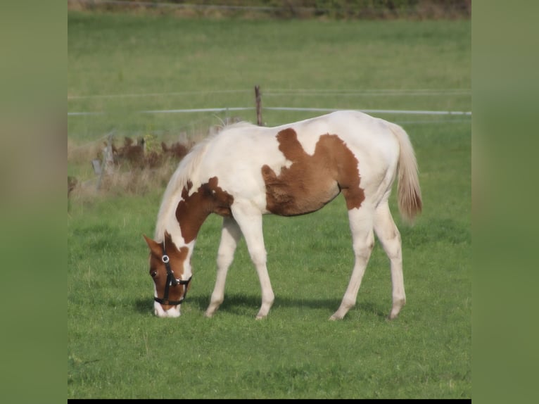 American Paint Horse Yegua 1 año 152 cm Red Dun/Cervuno in UELSEN