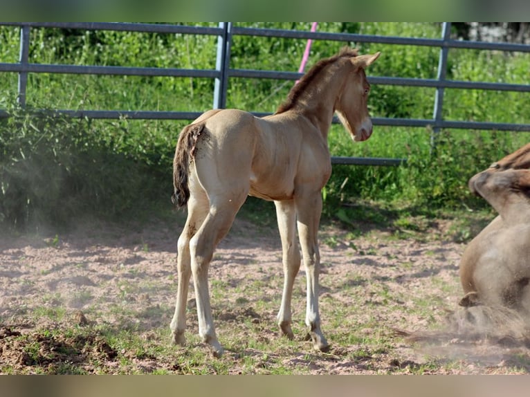 American Paint Horse Yegua 1 año 153 cm Champán in Hellenthal