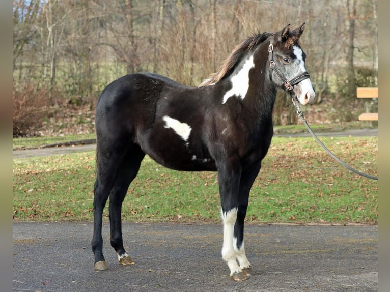 American Paint Horse Yegua 1 año 153 cm Overo-todas las-capas in Hellenthal