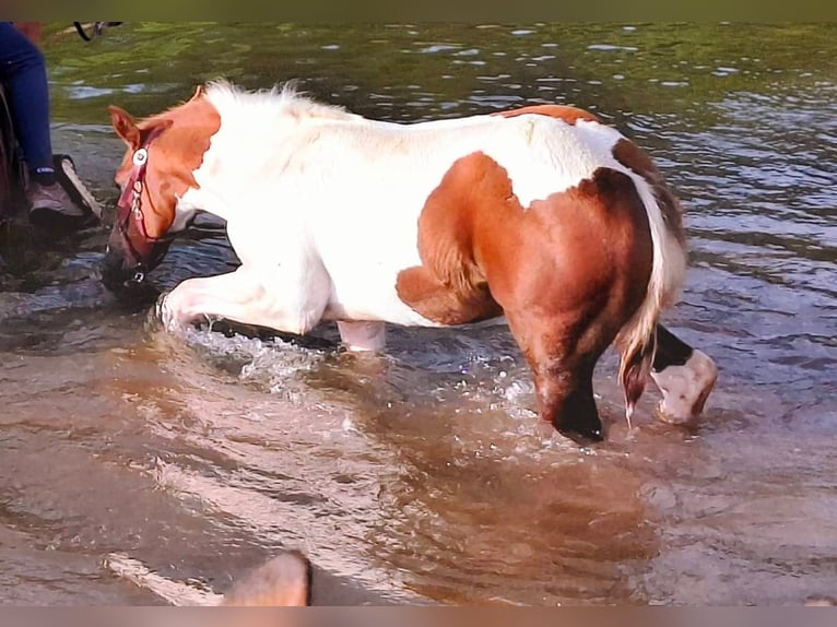 American Paint Horse Yegua 1 año 154 cm Pío in Könnern