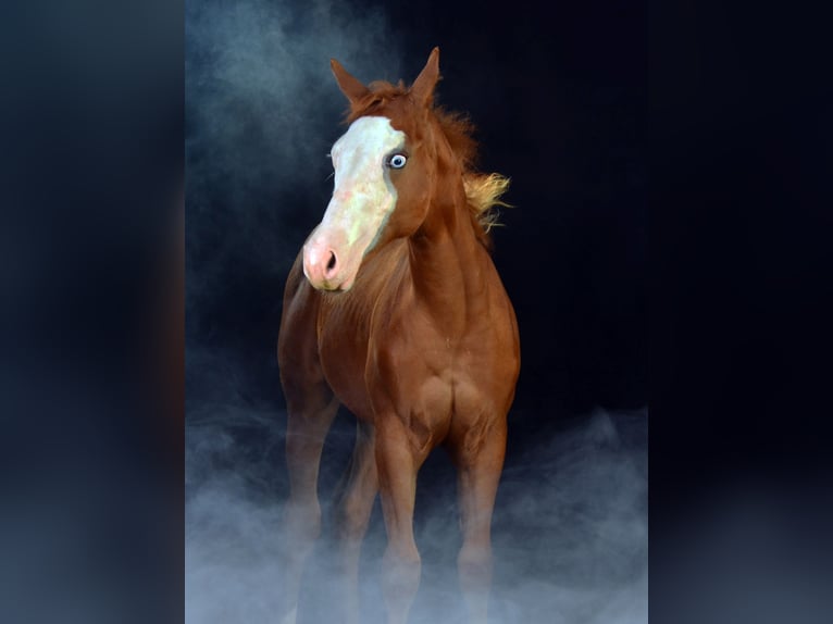 American Paint Horse Yegua 1 año 155 cm Alazán in Obertaufkirchen