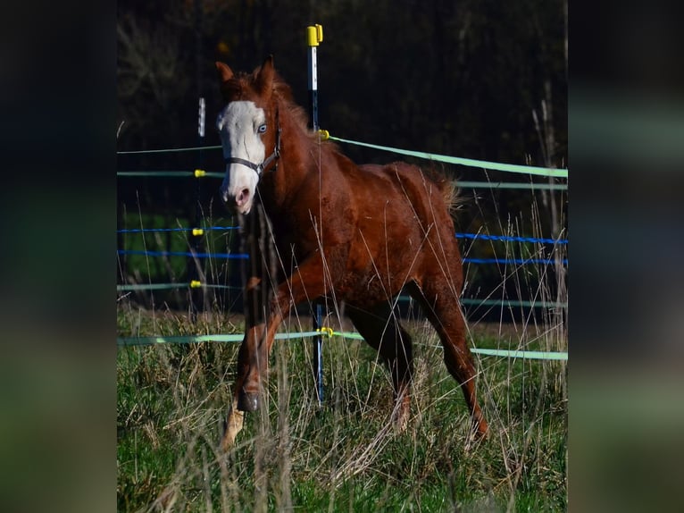 American Paint Horse Yegua 1 año 155 cm Alazán in Obertaufkirchen
