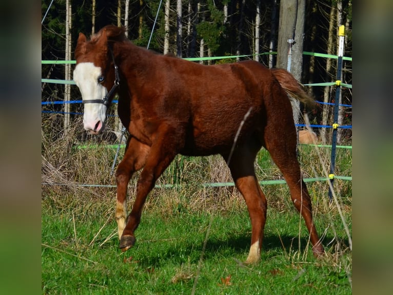 American Paint Horse Yegua 1 año 155 cm Alazán in Obertaufkirchen