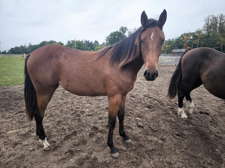 American Paint Horse Mestizo Yegua 1 año 155 cm Castaño in Soltau