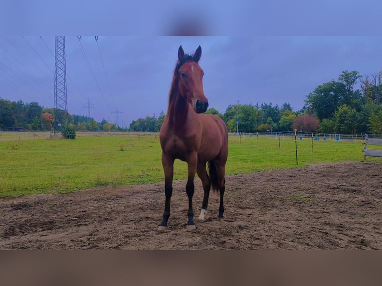 American Paint Horse Mestizo Yegua 1 año 155 cm Castaño in Soltau