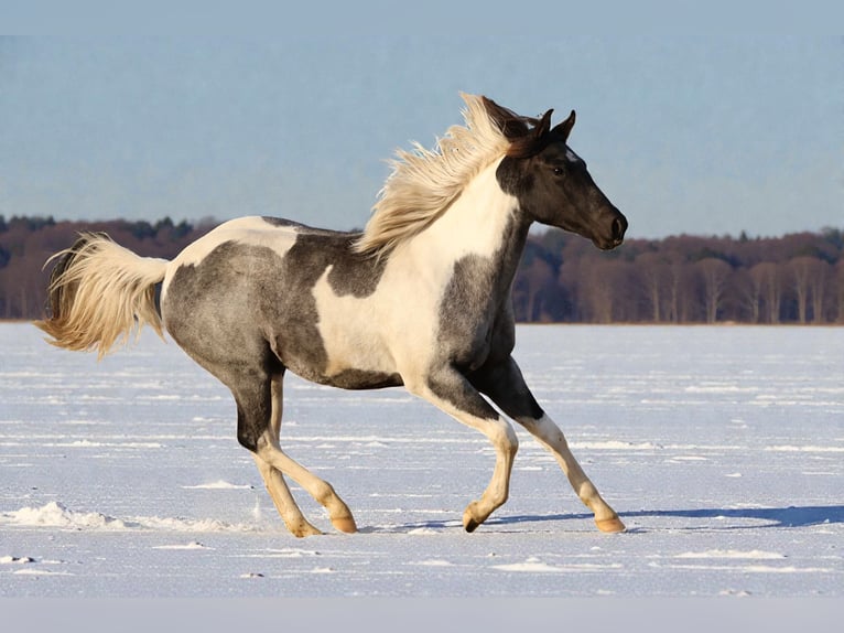 American Paint Horse Yegua 1 año 155 cm Ruano azulado in Děčín
