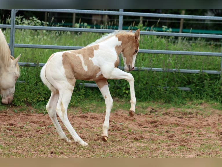 American Paint Horse Yegua 1 año 155 cm Tobiano-todas las-capas in Hellenthal