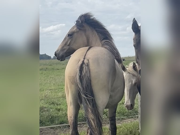 American Paint Horse Mestizo Yegua 1 año 160 cm Bayo in Bastogne