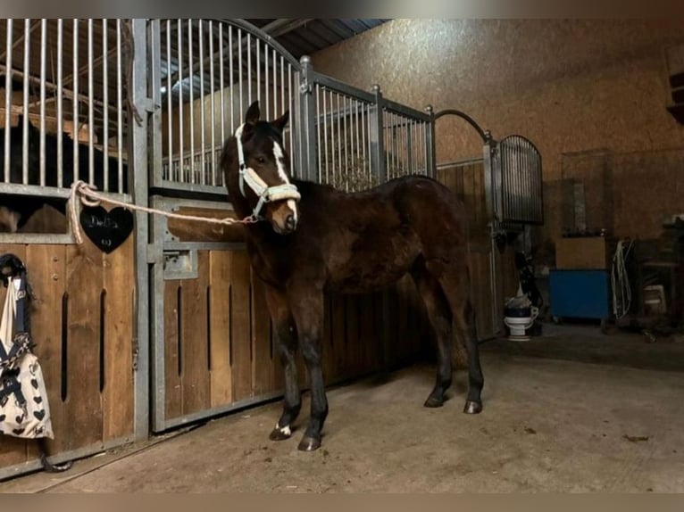 American Paint Horse Yegua 1 año 160 cm Castaño in Langenau
