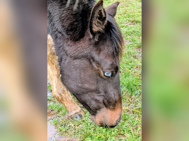 American Paint Horse Yegua 1 año 160 cm Tobiano-todas las-capas in Valence d'albigeois