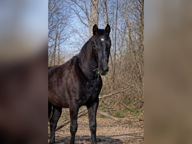 American Paint Horse Yegua 1 año  in Danstedt