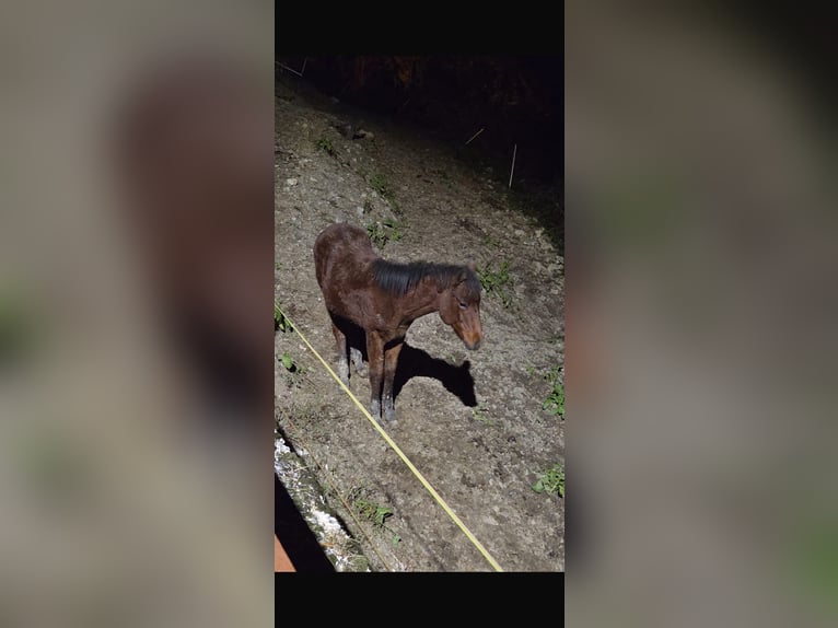 American Paint Horse Yegua 1 año Castaño in Grimacco