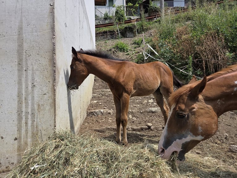American Paint Horse Yegua 1 año Castaño in Grimacco