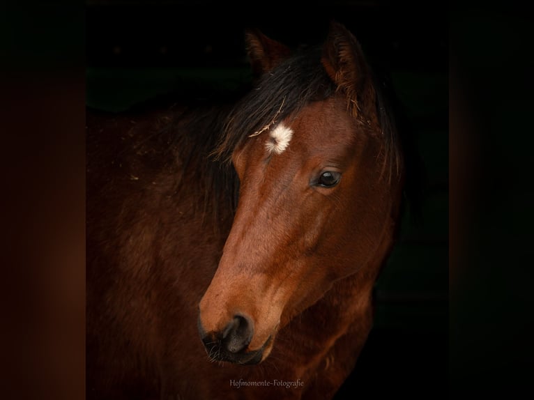 American Paint Horse Yegua 1 año Castaño in Grünow