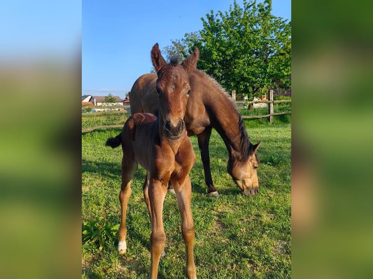 American Paint Horse Yegua 1 año Castaño in Zagreb