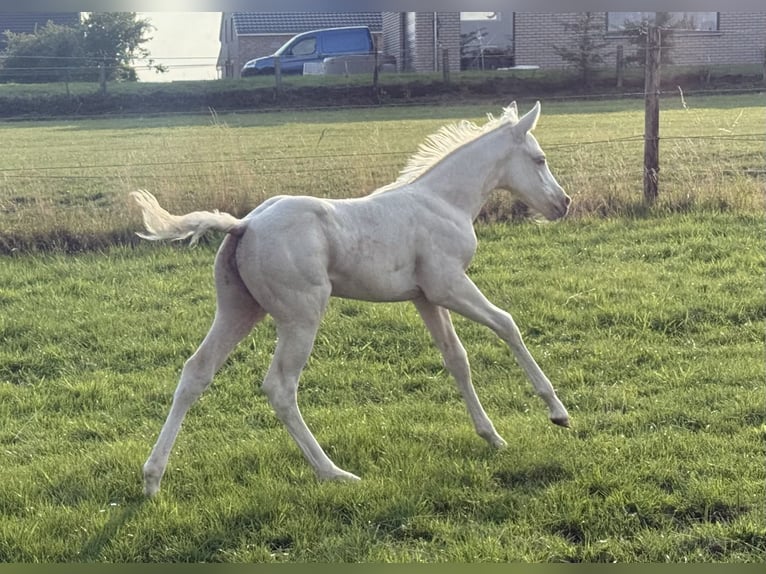 American Paint Horse Yegua 1 año Champán in Aachen