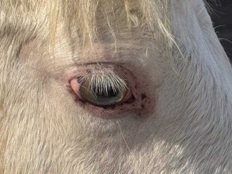 American Paint Horse Yegua 1 año Champán in Aachen