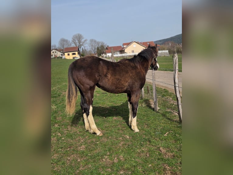 American Paint Horse Yegua 1 año Overo-todas las-capas in Sombacour val d usiers