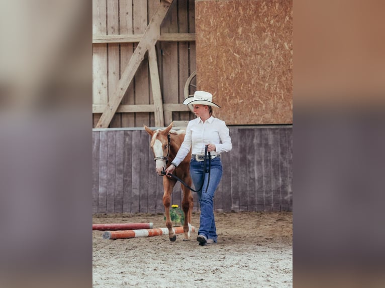 American Paint Horse Yegua 1 año Palomino in Haldenwang