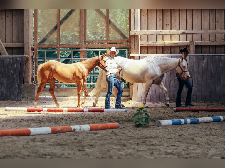 American Paint Horse Yegua 1 año Palomino in Haldenwang