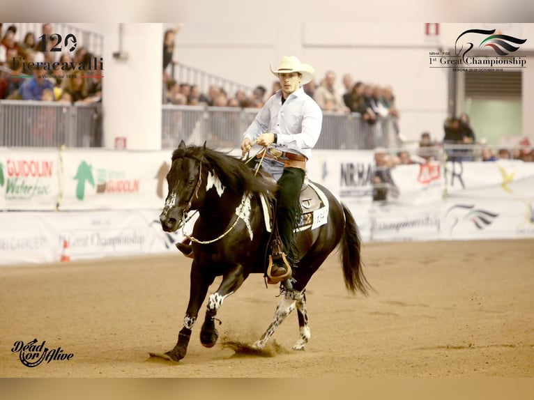 American Paint Horse Yegua 1 año Pío in Boccaleone