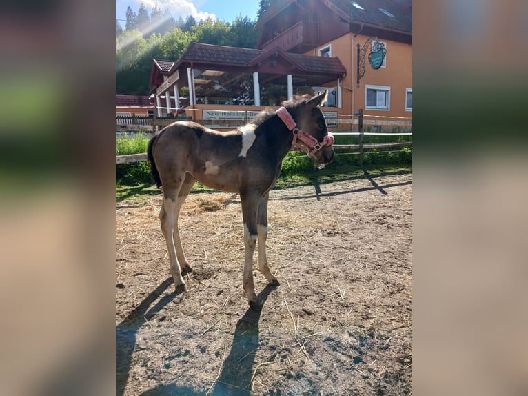 American Paint Horse Mestizo Yegua 1 año Pío in Paternion