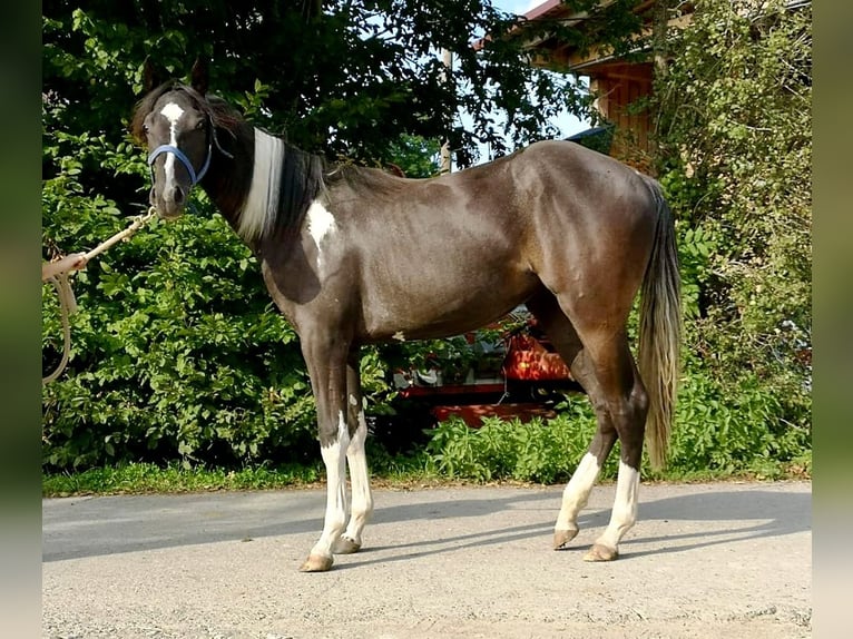 American Paint Horse Yegua 1 año Pío in Haldenwang
