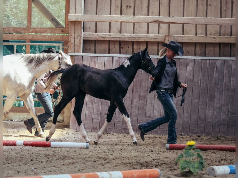 American Paint Horse Yegua 1 año Pío in Haldenwang