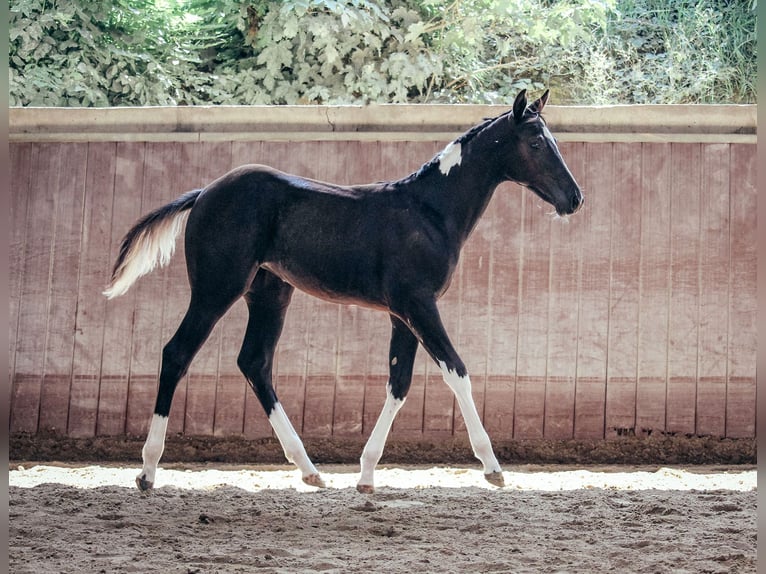 American Paint Horse Yegua 1 año Pío in Haldenwang