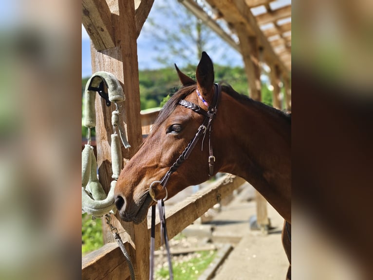 American Paint Horse Mestizo Yegua 22 años 150 cm Castaño in Wetzawinkel