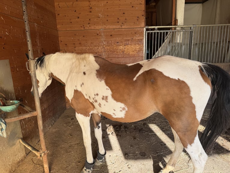 American Paint Horse Mestizo Yegua 27 años 160 cm Pío in Heiligenkreuz am Waasen