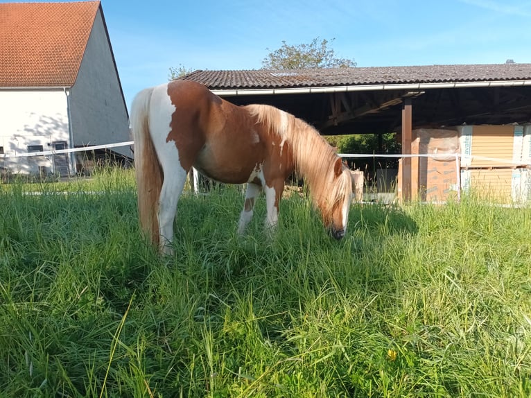 American Paint Horse Mestizo Yegua 2 años 138 cm Tovero-todas las-capas in Bad Mergentheim