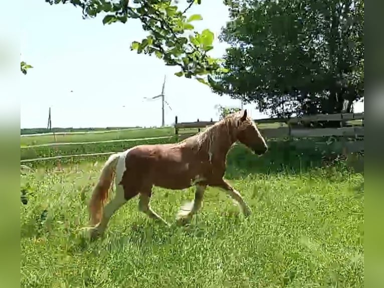 American Paint Horse Mestizo Yegua 2 años 140 cm Tovero-todas las-capas in Bad Mergentheim