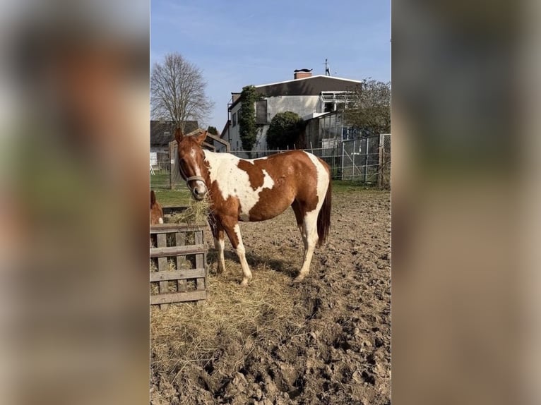 American Paint Horse Yegua 2 años 145 cm  in Florstadt