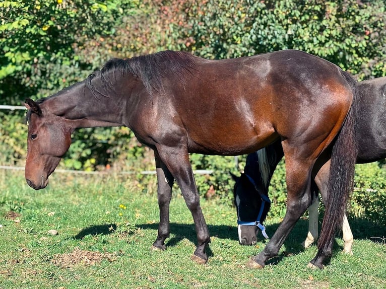 American Paint Horse Yegua 2 años 147 cm Castaño in Haldenwang