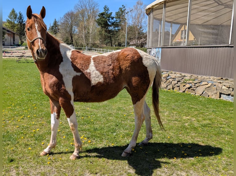 American Paint Horse Yegua 2 años 147 cm Pío in Płonna