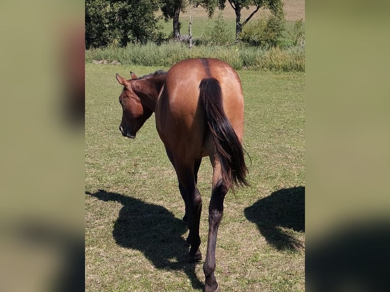 American Paint Horse Yegua 2 años 150 cm Castaño in Bad Colberg