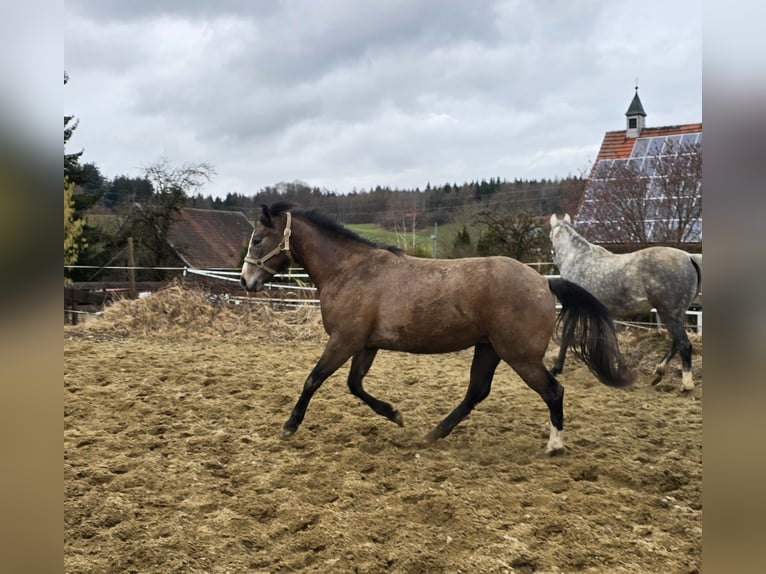 American Paint Horse Mestizo Yegua 2 años 150 cm Musgo marrón in Niederrieden