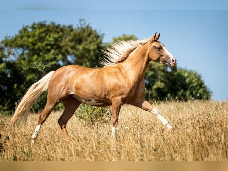 American Paint Horse Yegua 2 años 150 cm Palomino in Aschaffenburg