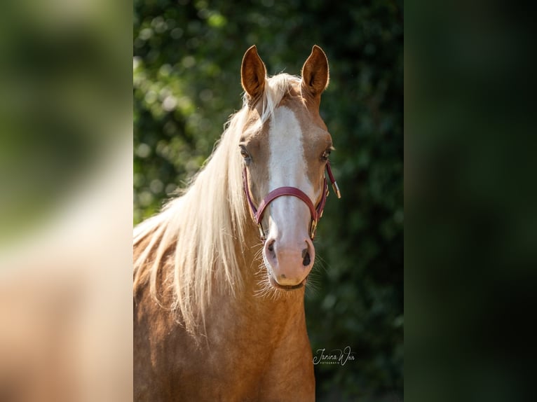 American Paint Horse Yegua 2 años 150 cm Palomino in Aschaffenburg