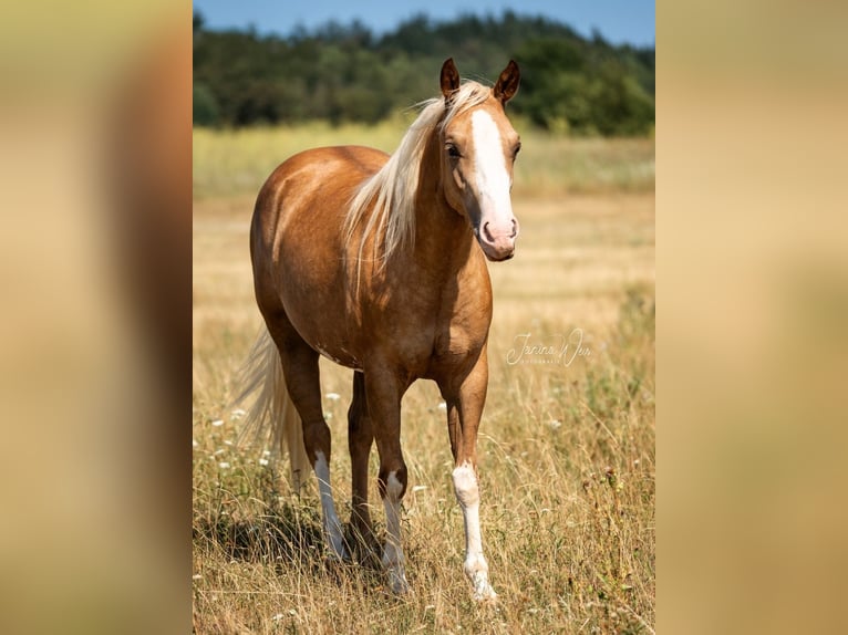 American Paint Horse Yegua 2 años 150 cm Palomino in Aschaffenburg