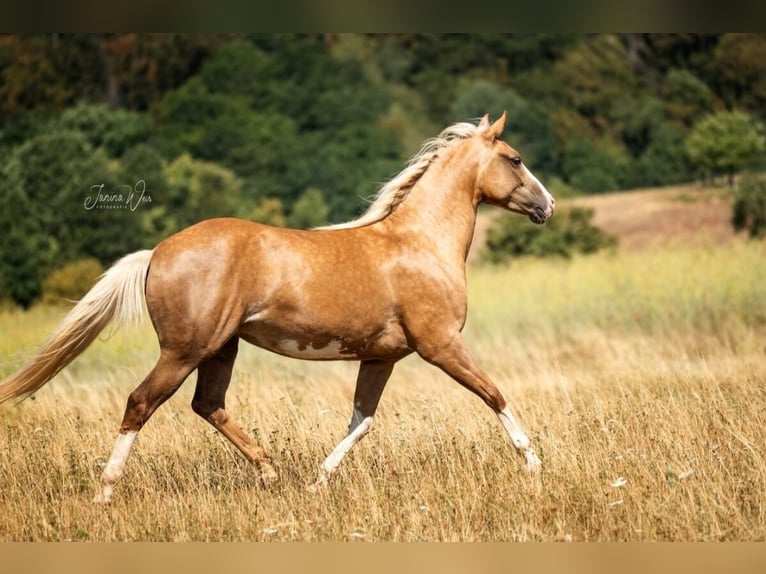 American Paint Horse Yegua 2 años 150 cm Palomino in Aschaffenburg