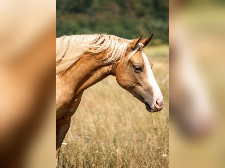American Paint Horse Yegua 2 años 150 cm Palomino in Aschaffenburg