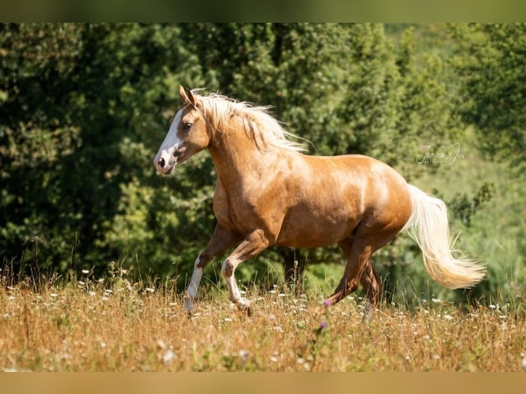 American Paint Horse Yegua 2 años 150 cm Palomino in Aschaffenburg