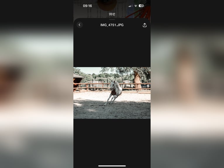 American Paint Horse Yegua 2 años 150 cm Tovero-todas las-capas in Ridderkerk