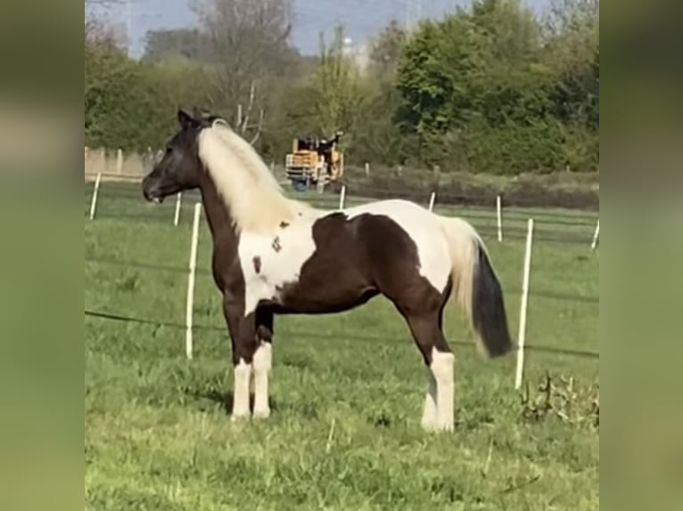 American Paint Horse Yegua 2 años 152 cm Tobiano-todas las-capas in DuisburgDuisburg