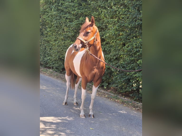 American Paint Horse Yegua 2 años 152 cm Tobiano-todas las-capas in Kruchten