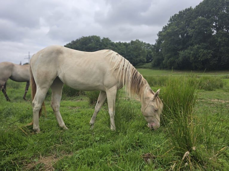 American Paint Horse Yegua 2 años 153 cm Champán in Rödinghausen